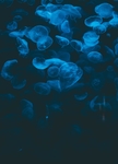 水母