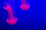 水母
