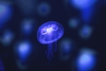 水母
