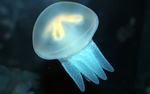 水母
