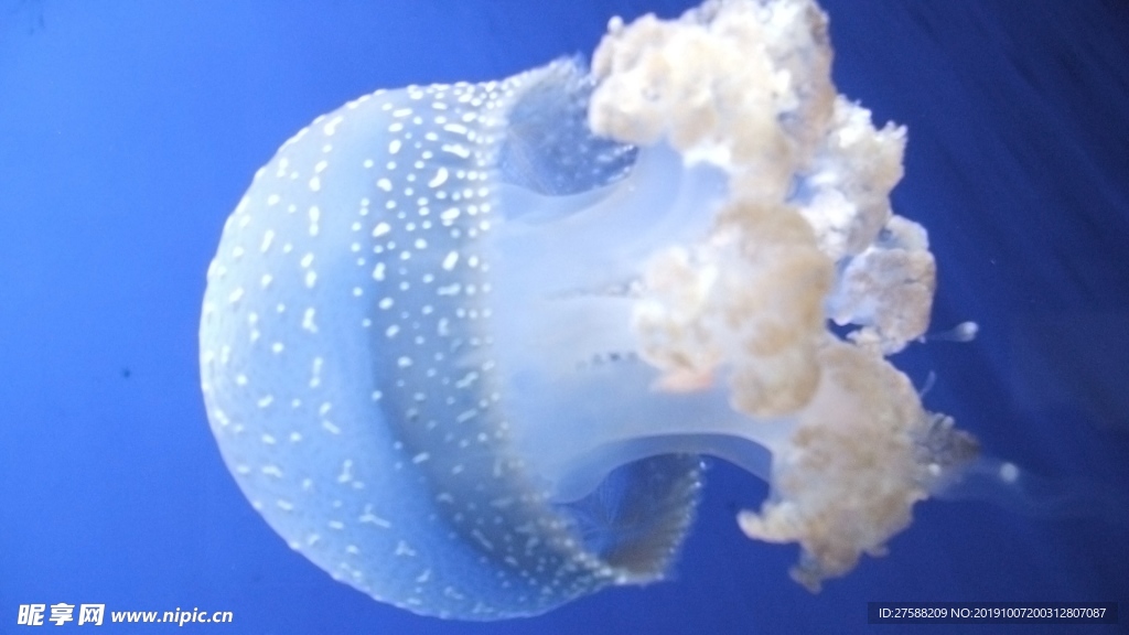水母