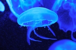 水母