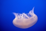 水母