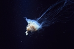 水母