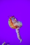 水母