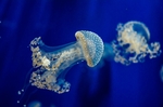 水母