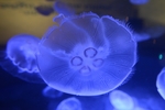 水母