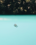 水母