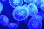 水母