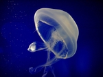 水母