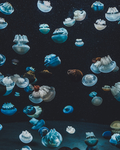 水母