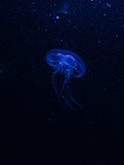 水母