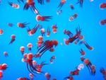 水母