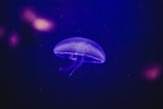 水母