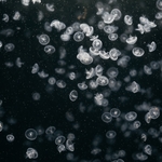 水母