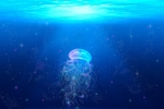 水母