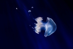 水母