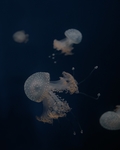 水母