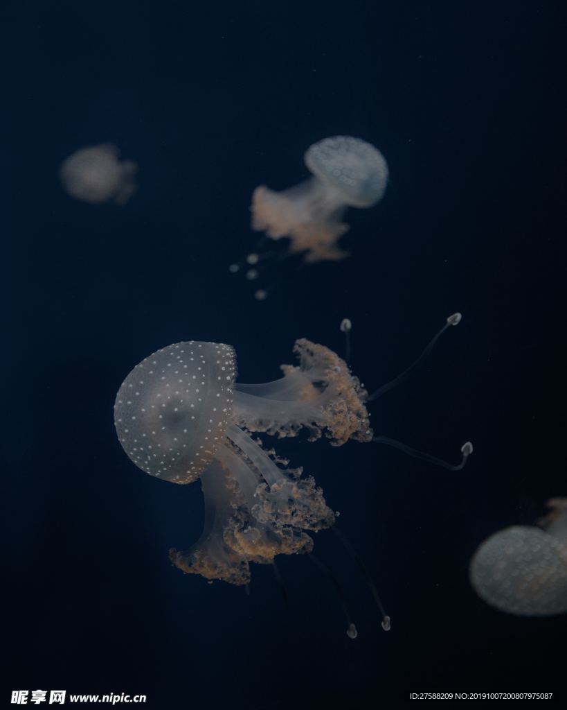 水母
