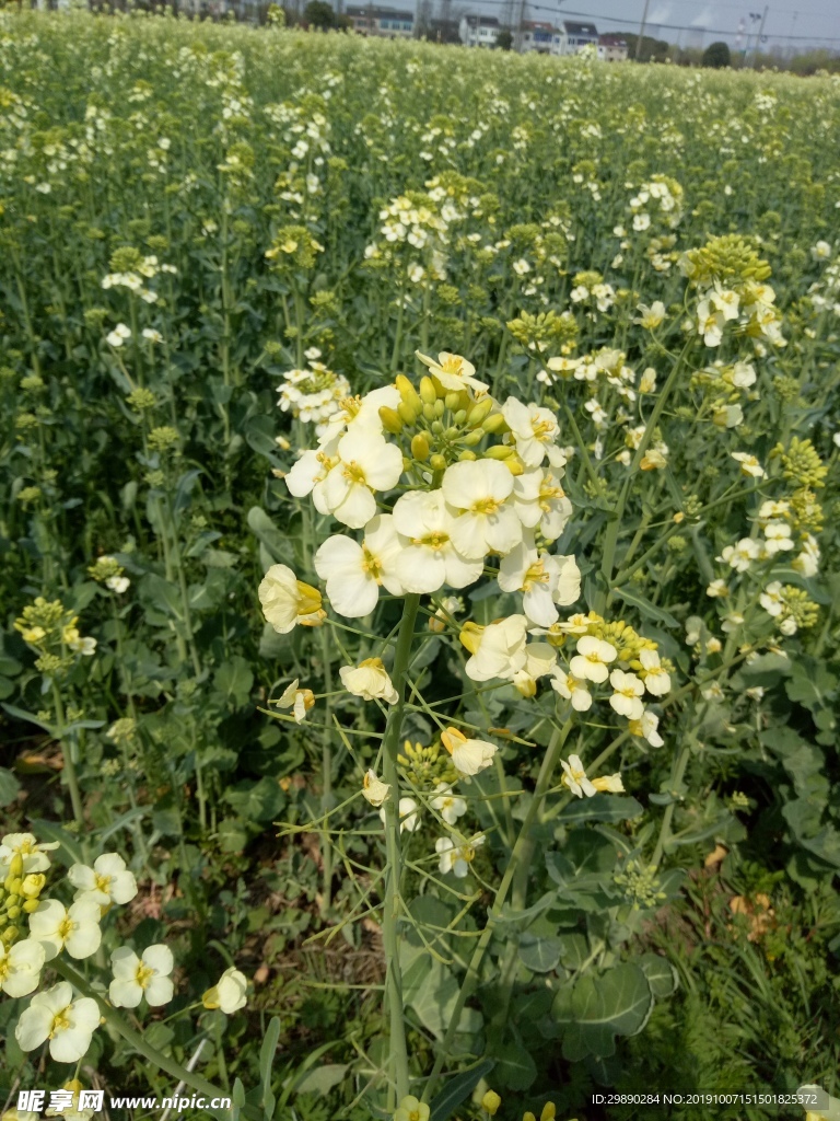 油菜花