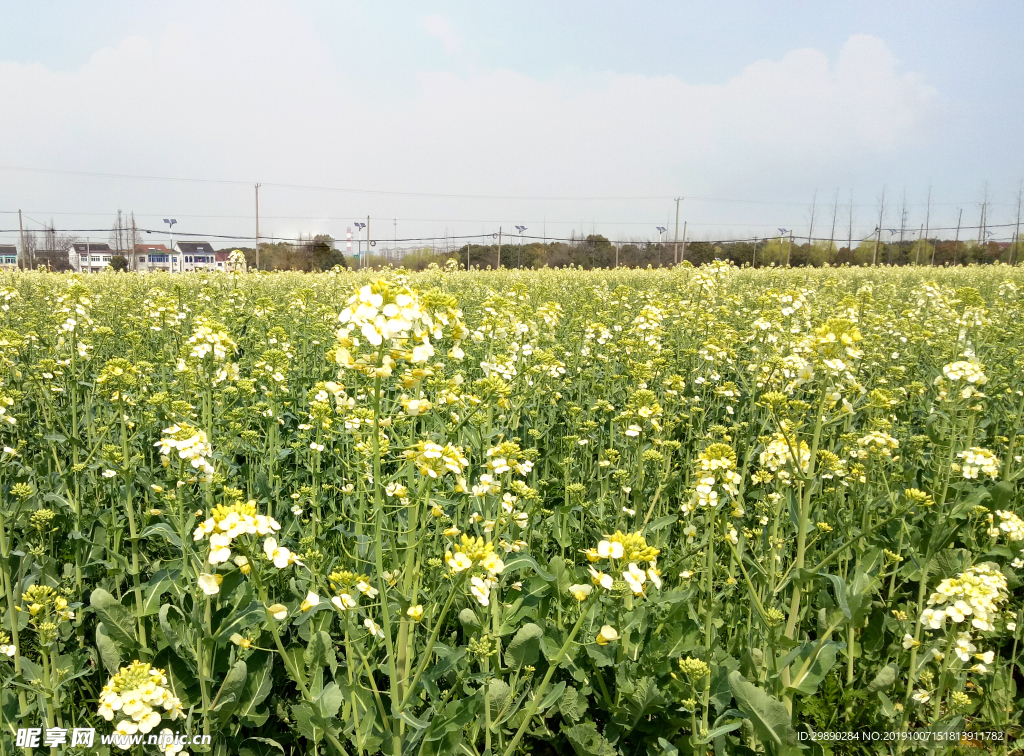 油菜花