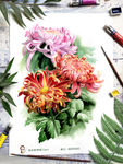 菊花