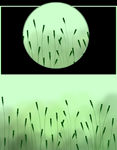 狗尾草