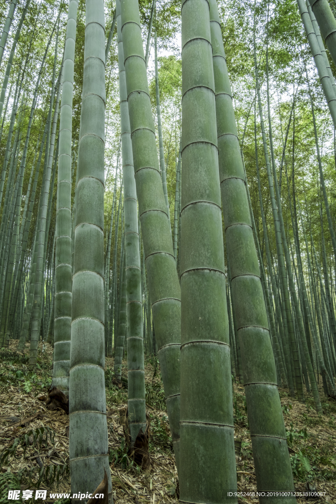 楠竹林