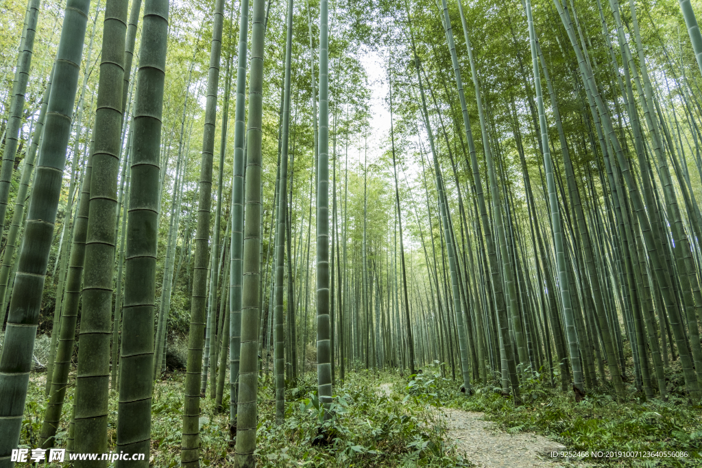 竹林