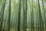 楠竹