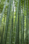 毛竹林
