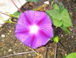 牵牛花