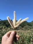 板栗