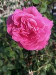 红月季花
