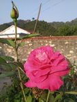 红月季花