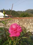 红月季花
