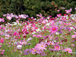 格桑花