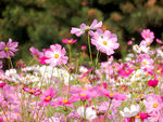 格桑花