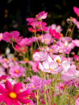 格桑花