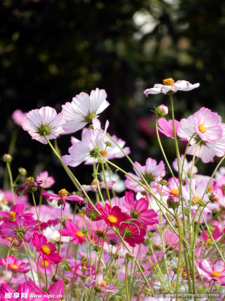 格桑花