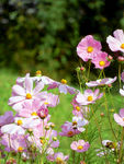 格桑花