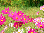 格桑花