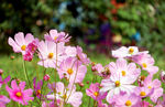 格桑花