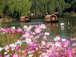 格桑花