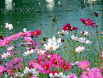 格桑花