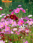 格桑花