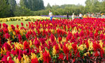 北京鲜花港