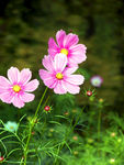 格桑花