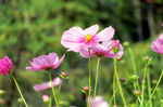 格桑花