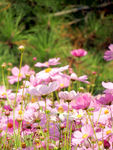 格桑花